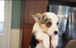Welsh Corgi Pembroke dogs for sale: Mrs Red - Image 5