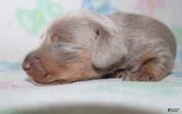 Dachshund dogs for sale: Stella Male 3 - Image 8