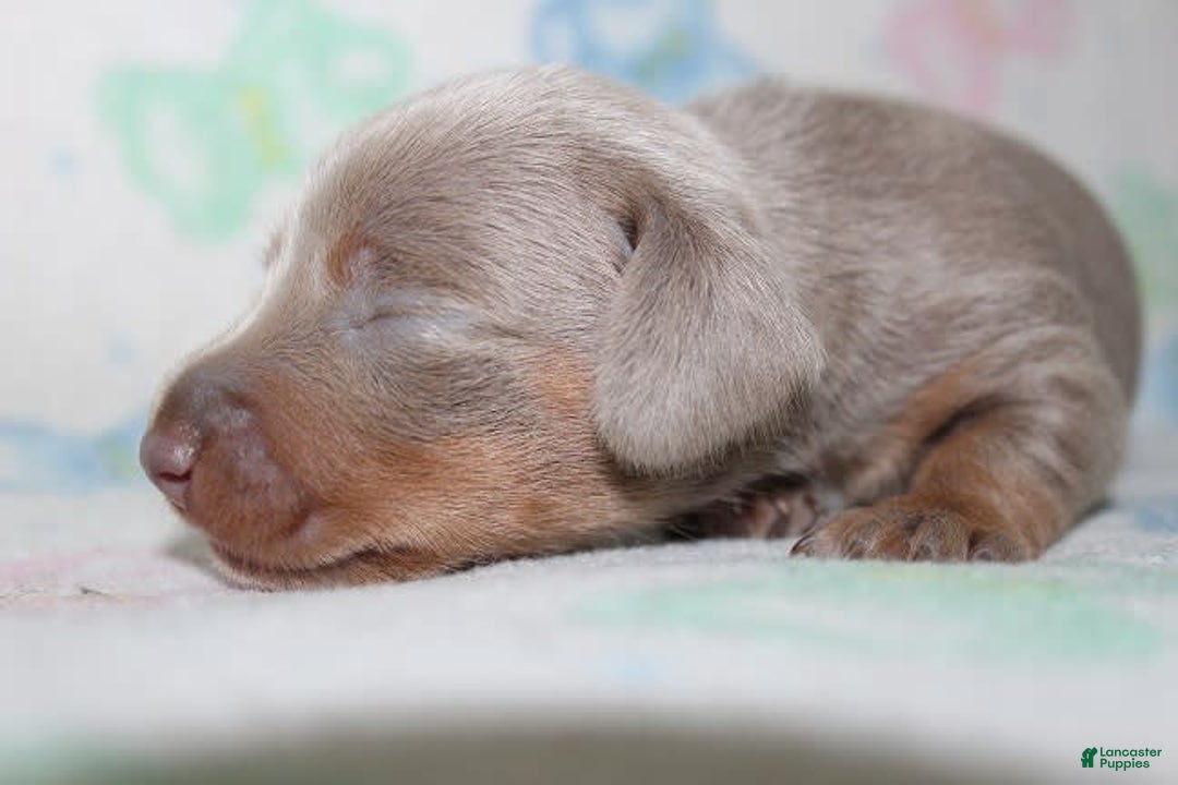 Dachshund dogs for sale: Stella Male 3 - Image 8