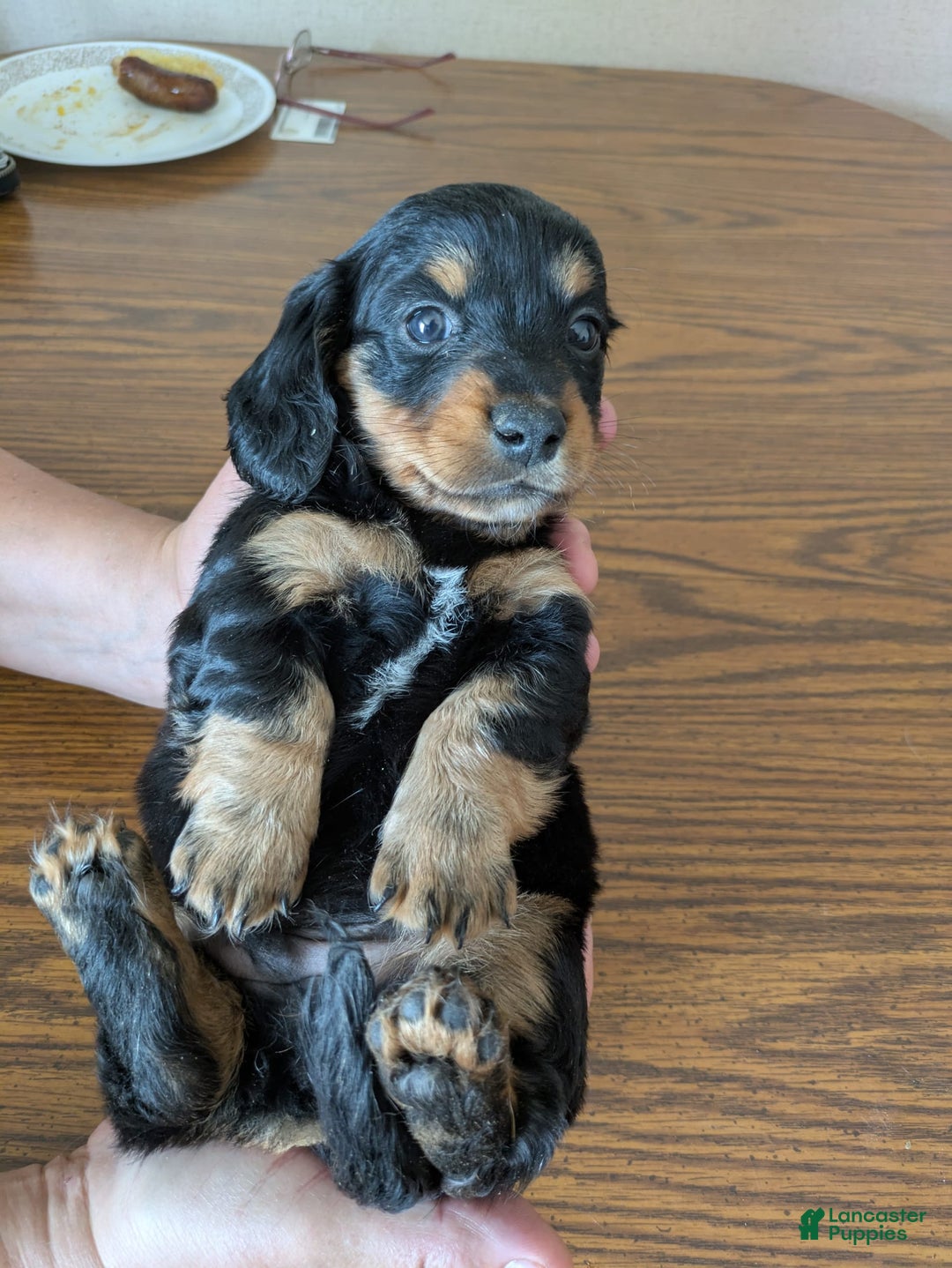 Miniature Dachshund dogs for sale: Brock - Image 6