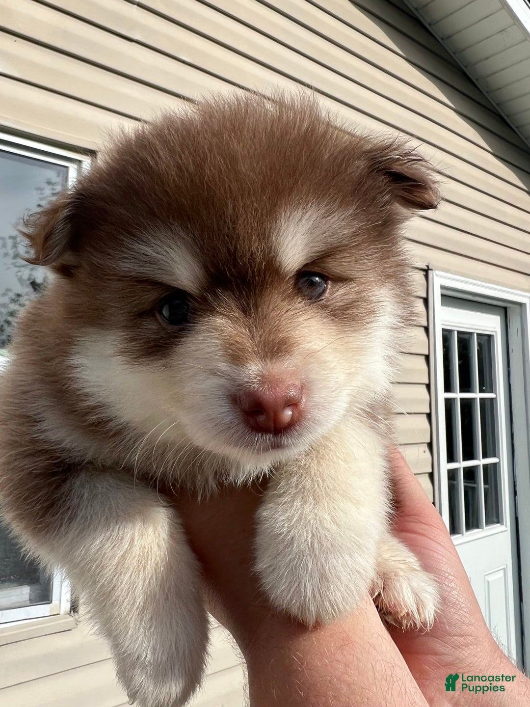Pomsky dogs for sale: Dove - Image 4