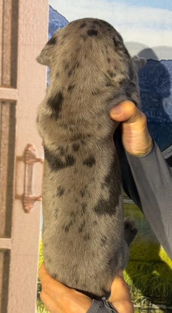 Great Dane dogs for sale: Lucy - Blue Merle - Image 8