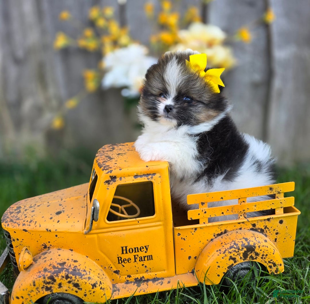 Pomeranian dogs for sale: Nirvana - Image 7