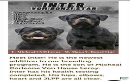 Rottweiler dogs for sale: Miss Green - Image 7