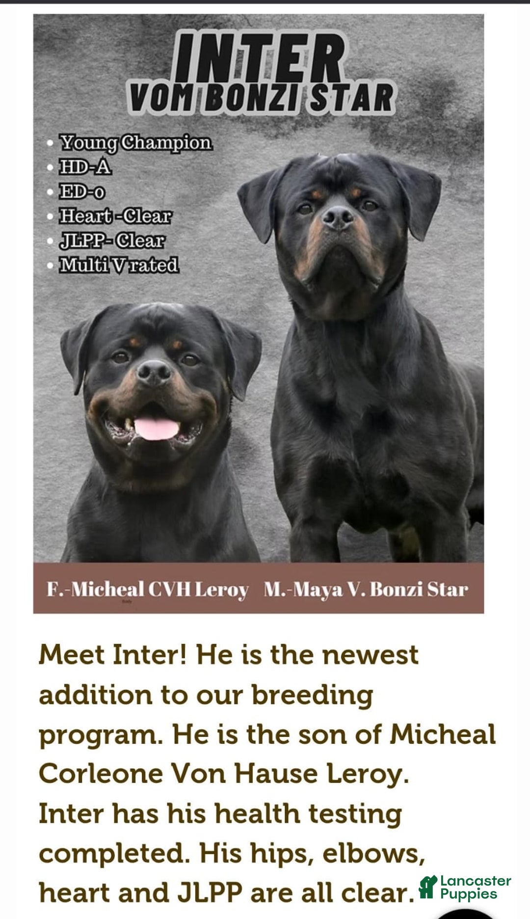 Rottweiler dogs for sale: Miss Green - Image 7