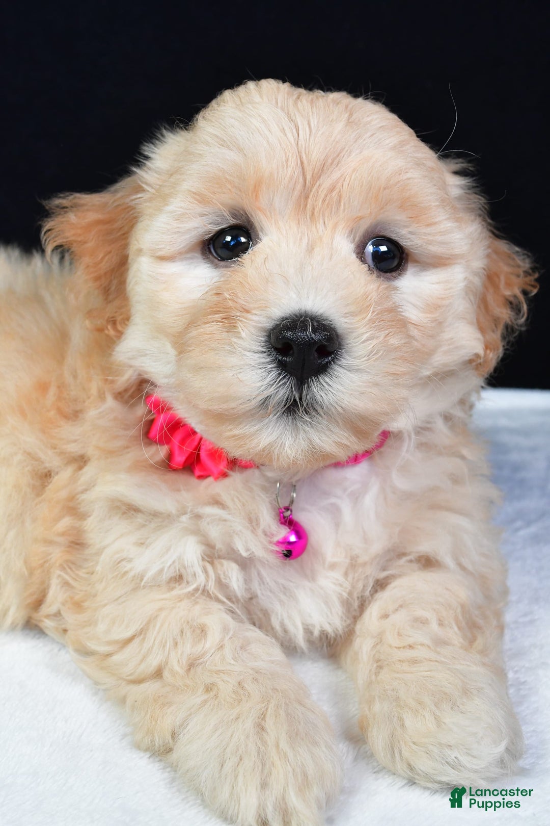 Maltipoo dogs for sale: Brook - Image 2