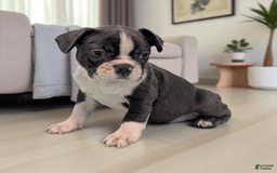 Frenchton dogs for sale: Lincoln - Image 3