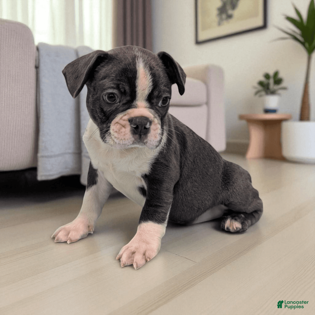 Frenchton dogs for sale: Lincoln - Image 3