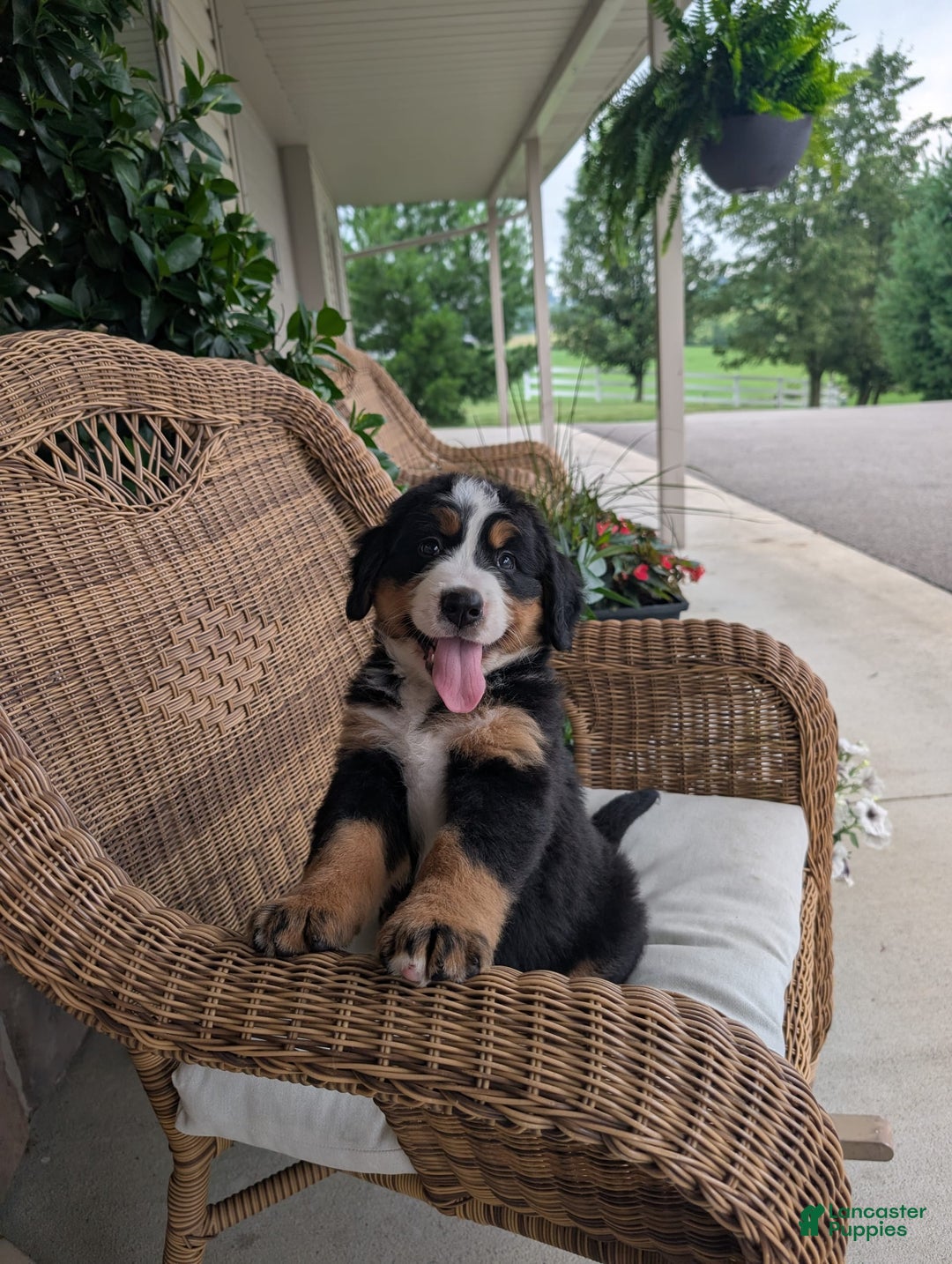Bernese Mountain Dog dogs for sale: Jake - Image 4