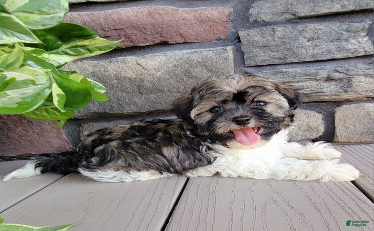Havapoo dogs for sale - Ad 2