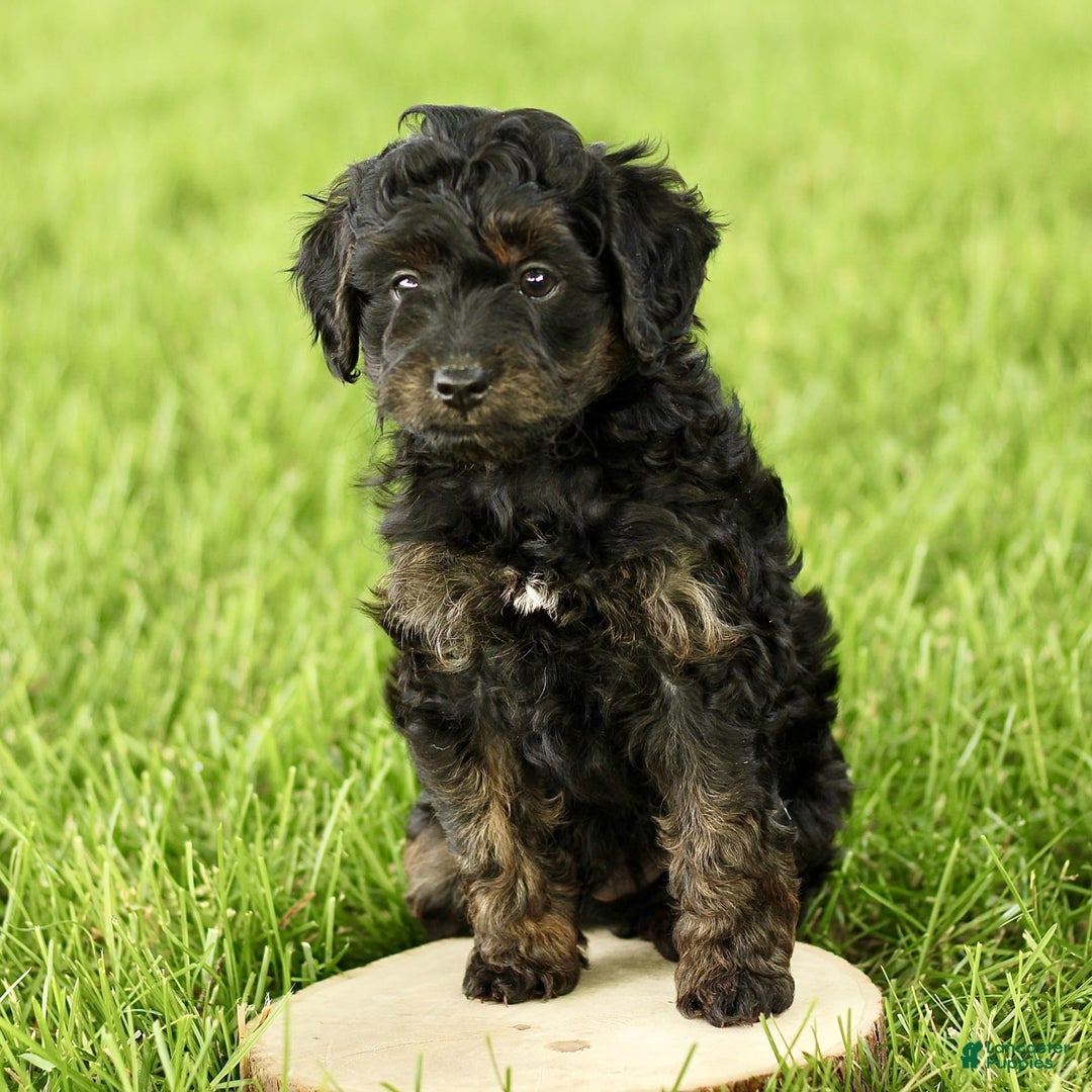 Havapoo dogs for sale: Milo - Image 3
