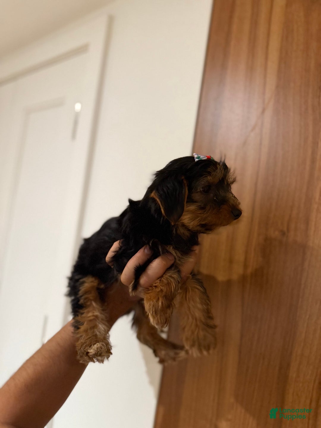 Yorkshire Terrier dogs for sale: Daisy - Image 2