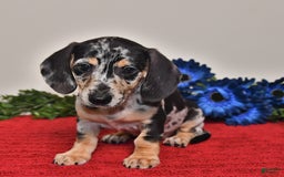 Miniature Dachshund dogs for sale: Allie - Image 5