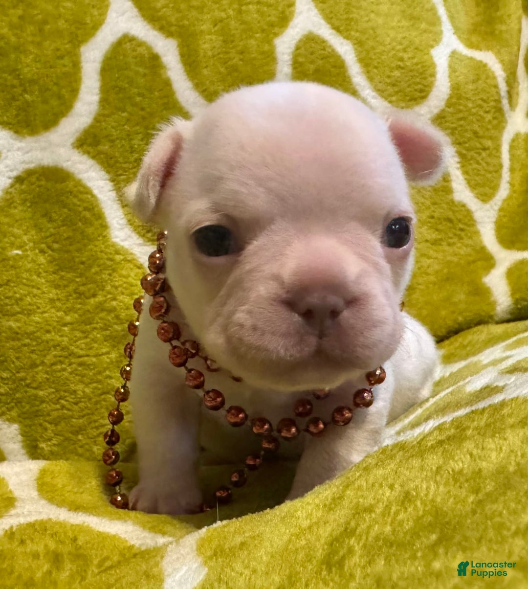 French Bulldog dogs for sale: Larry - Image 5