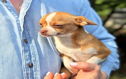 Chihuahua dogs for sale: Romeo - Image 15