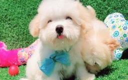 Maltipoo dogs for sale: Tiger - Image 9