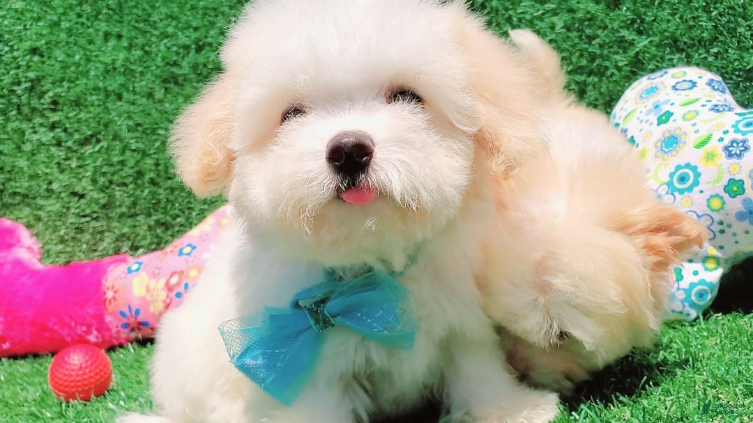 Maltipoo dogs for sale: Tiger - Image 9