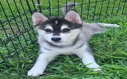 Alaskan Klee Kai dogs for sale: Sweet Girl Kayla - Image 2