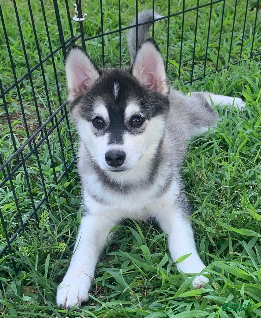 Alaskan Klee Kai dogs for sale: Sweet Girl Kayla - Image 2