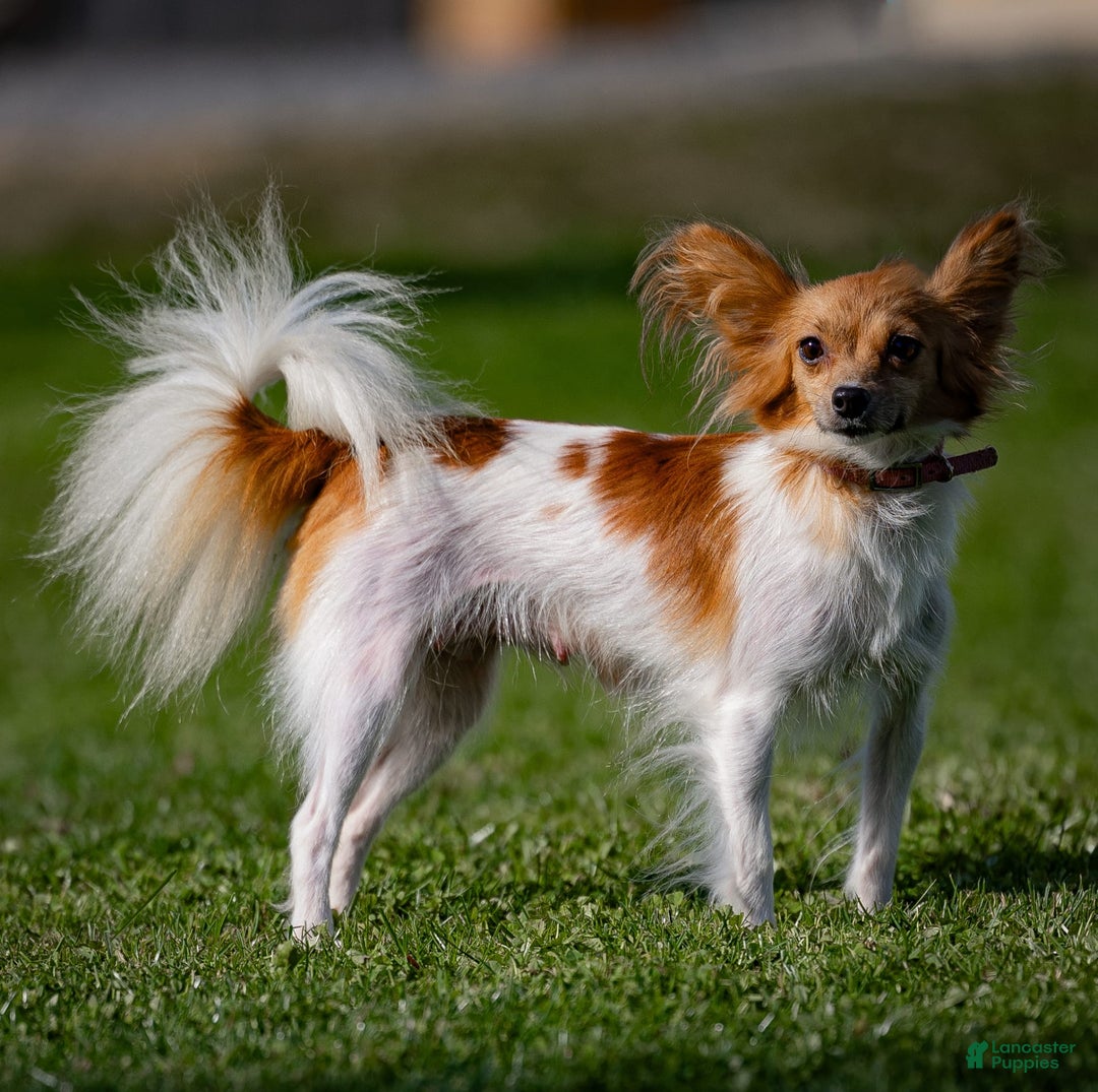 Papillon dogs for sale: Pippi - Image 3