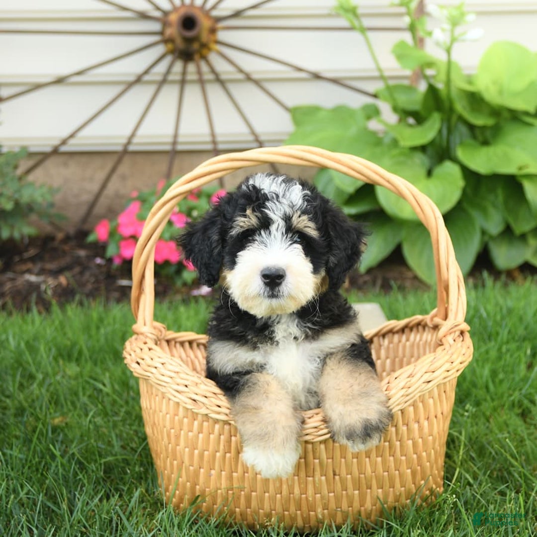 Mini Bernedoodle dogs for sale: Pongo - Image 9