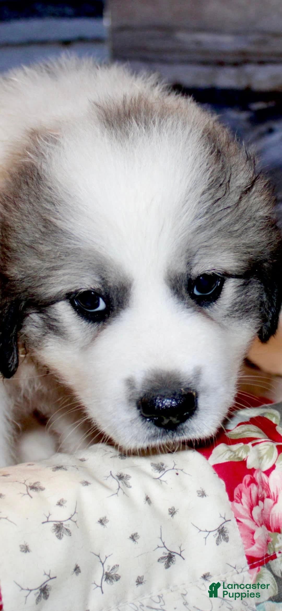 Great Pyrenees dogs for sale: Purple - Image 6