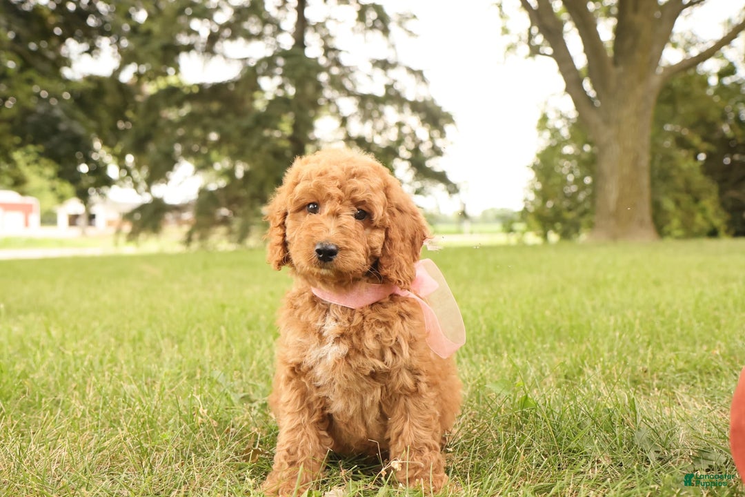 Mini Goldendoodle dogs for sale: Rosie - Image 6