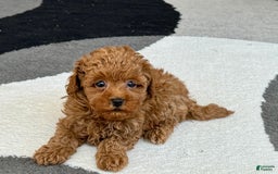 Maltipoo dogs for sale: Shanna - Image 4