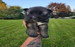 Siberian Husky dogs for sale: Leroy - Image 1