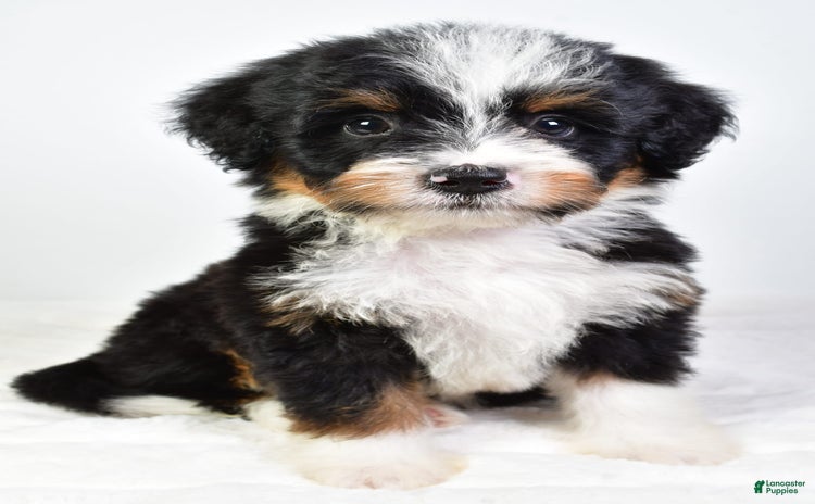 Mini Bernedoodle dogs for sale - Ad 1