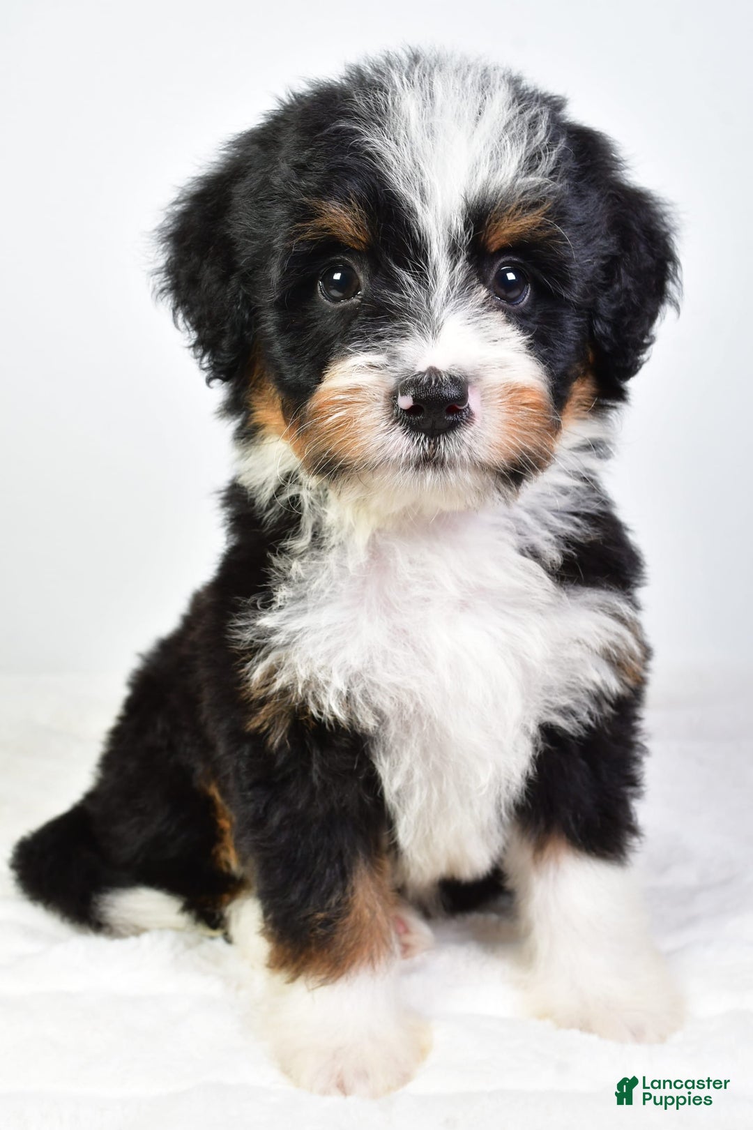Mini Bernedoodle dogs for sale: Yolanda - Image 7