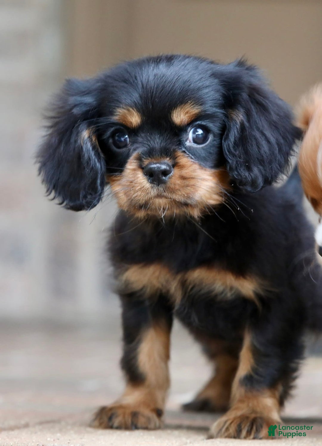 Cavalier King Charles Spaniel dogs for sale: Bentley - Image 15