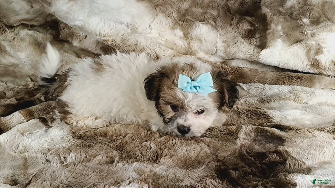 Teddy Bear dogs for sale: Toni - Image 2