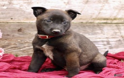 Belgian Malinois dogs for sale: Jaxon - Image 2