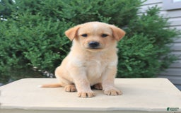 Labrador Retriever dogs for sale: Labrador Retriever 8 puppies - Image 6