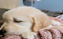 Golden Retriever dogs for sale: Tan - Image 4