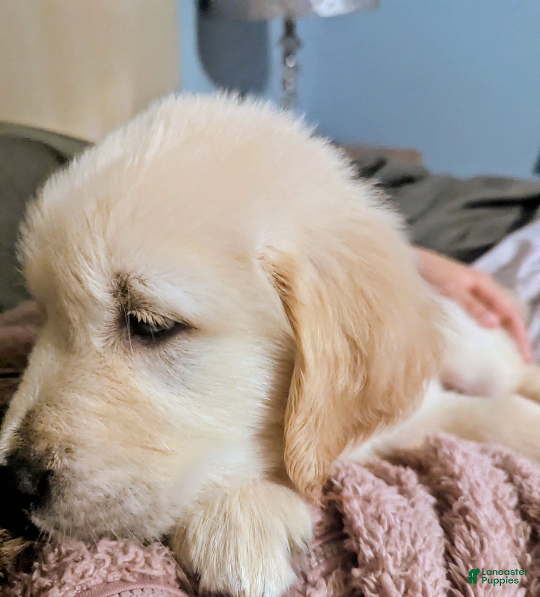 Golden Retriever dogs for sale: Tan - Image 4