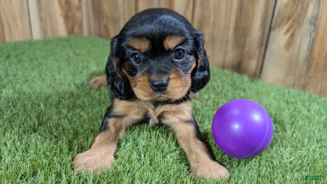 Cavalier King Charles Spaniel dogs for sale: Brin Girl 2 - Image 15