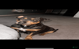 American Bully dogs for sale: Fawn/bluefawn - Image 13