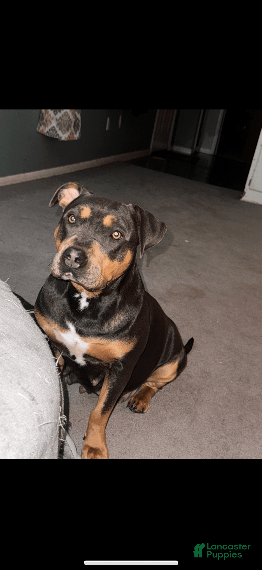 American Bully dogs for sale: Fawn/bluefawn - Image 13