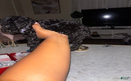 Toy Poodle dogs for sale: Kingston - Image 4
