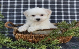 Havanese dogs for sale: Chadwin - Image 9
