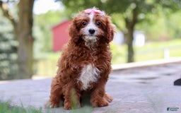 Cavapoo dogs for sale: Levy - Image 2