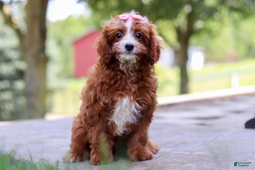 Cavapoo dogs for sale: Levy - Image 2