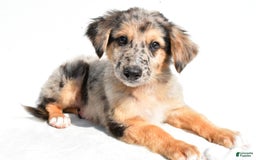 German Shepherd dogs for sale: German Shepherd 3 puppies - Image 9