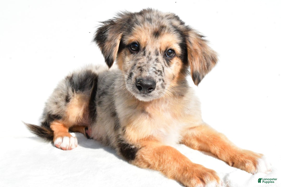 German Shepherd dogs for sale: German Shepherd 3 puppies - Image 9