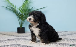 Bernedoodle dogs for sale: Clifford - Image 5