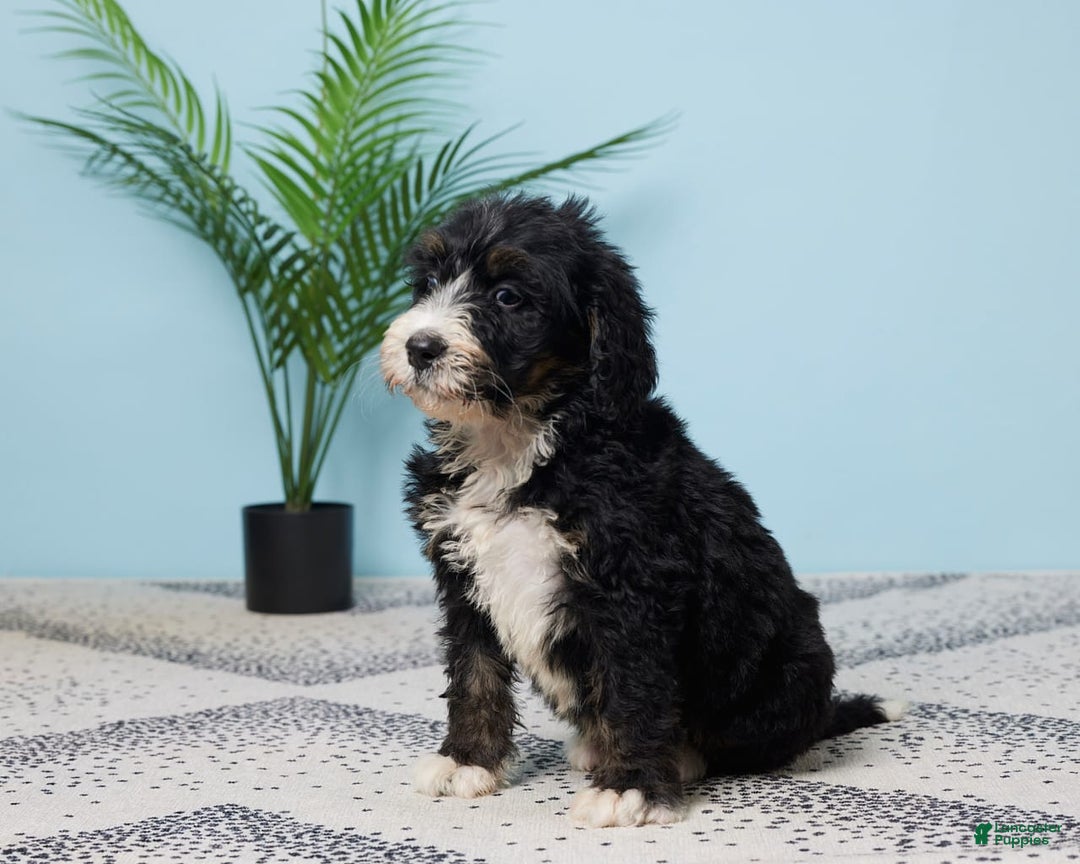 Bernedoodle dogs for sale: Clifford - Image 5