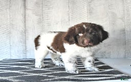 Newfoundland dogs for sale: Jasper - Image 2