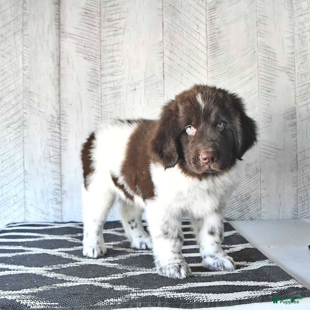 Newfoundland dogs for sale: Jasper - Image 2